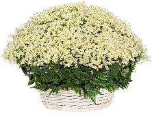Цветочная композиция из Ромашки в корзине #REPLACE_PRED# Теткино